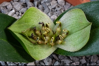 Androcymbium burchelii subsp burchelii